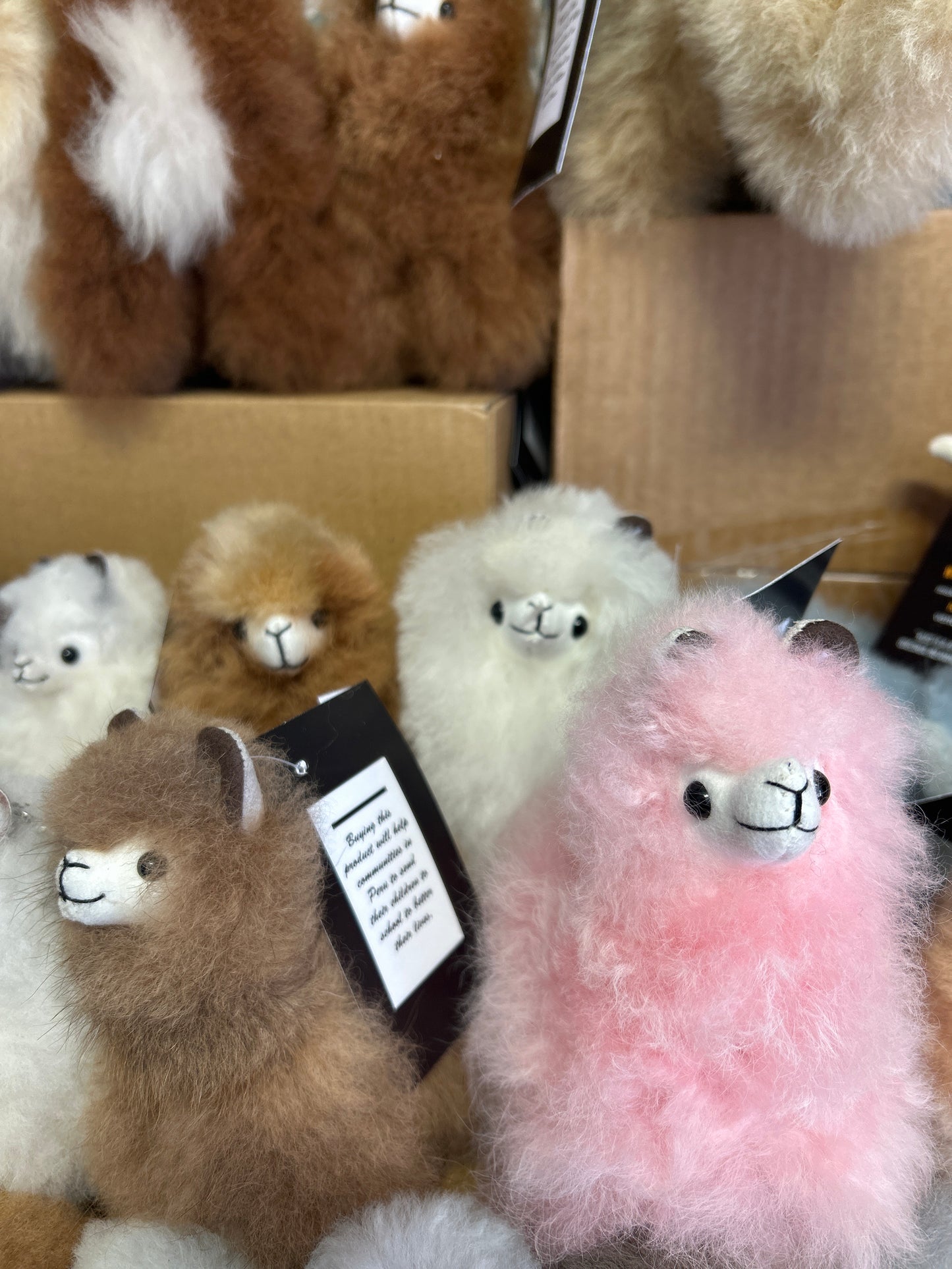 Kusi - Llamas